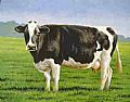 Farm Animals - Nature Art by Jeanne Filler Scott